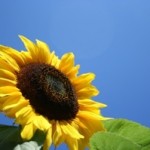 1198819_sunflower_300