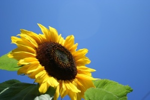 1198819_sunflower_300